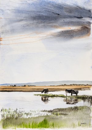 Longhorns on the Marsh