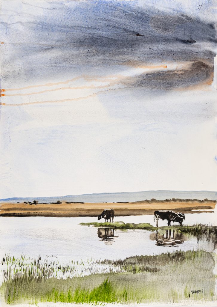 Longhorns on the Marsh