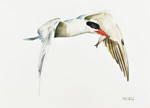 Caspian Tern