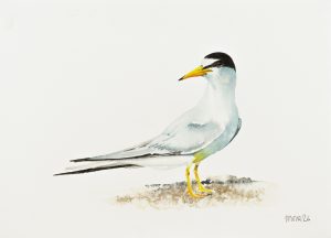 Little Tern