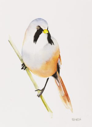 Bearded Tit