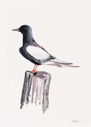 White Winged Tern